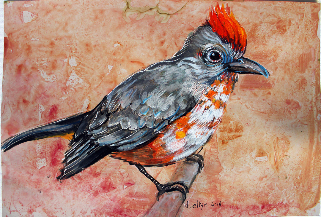 vermillion flycatcher by Dana Ellyn, 2018